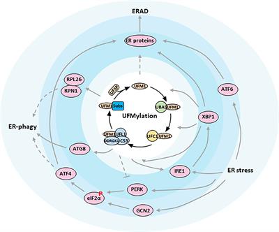 Emerging role of UFMylation in secretory cells involved in the endocrine system by maintaining ER proteostasis